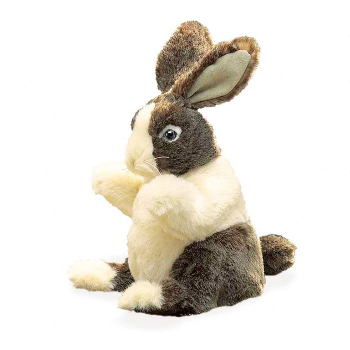 Baby Dutch Rabbit
