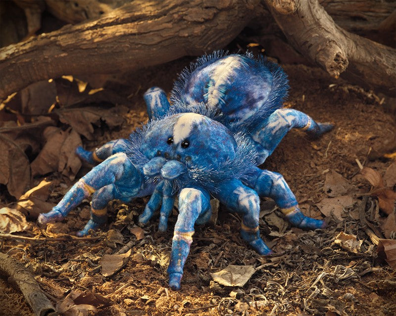 Tarantula, Blue