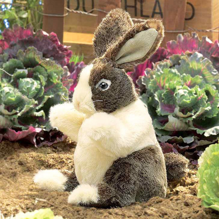 Baby Dutch Rabbit