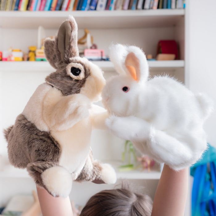 Baby Dutch Rabbit
