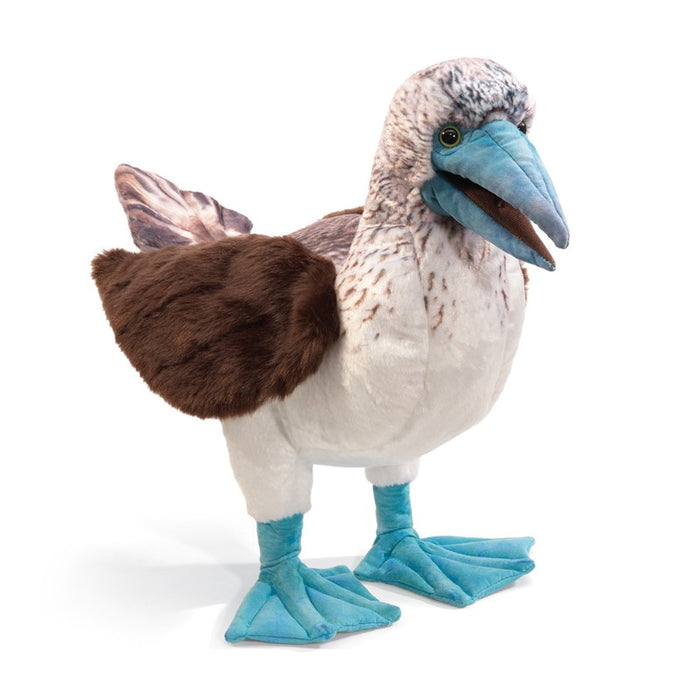Booby, Blue-Footed