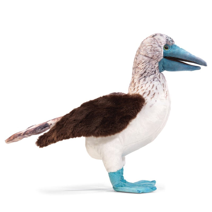 Booby, Blue-Footed