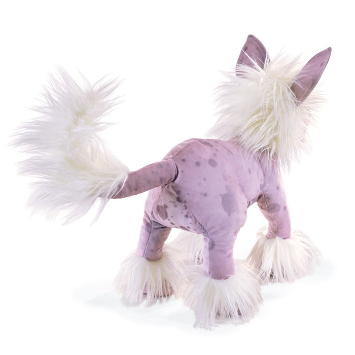 Dog Chinese Crested