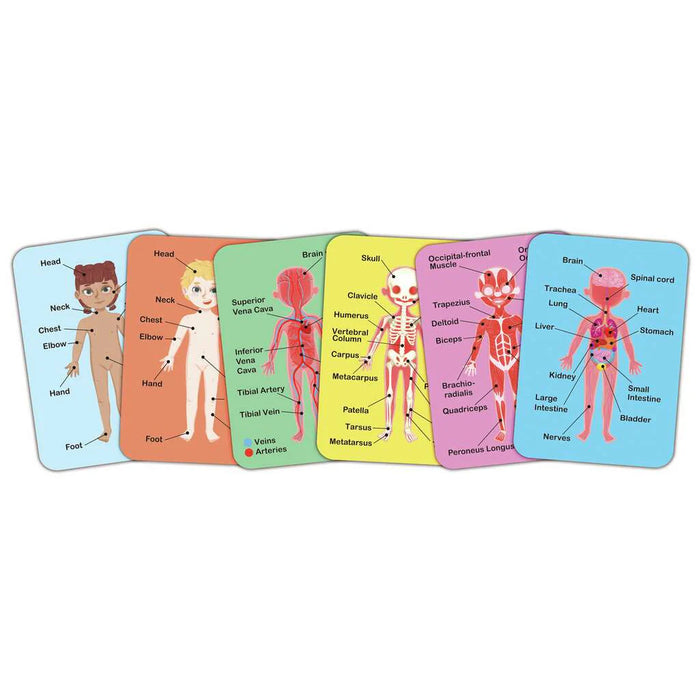 Magnetic Human Body Wooden Puzzle
