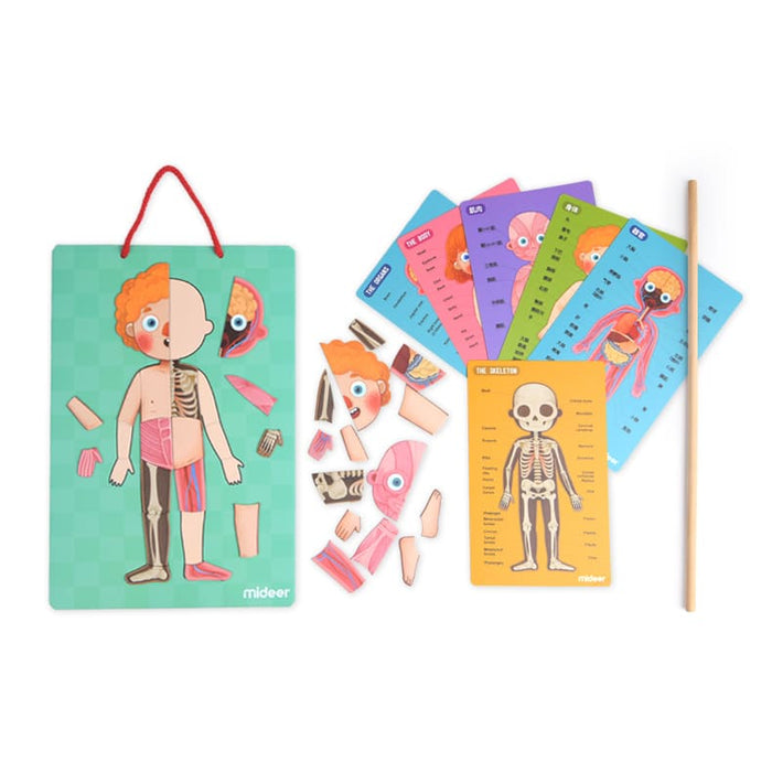 Body Magnets – Human Anatomy Learning Toy – Ages 6+