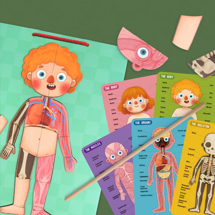 Body Magnets – Human Anatomy Learning Toy – Ages 6+