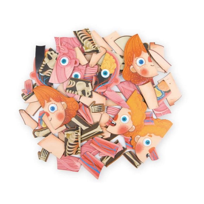 Body Magnets – Human Anatomy Learning Toy – Ages 6+