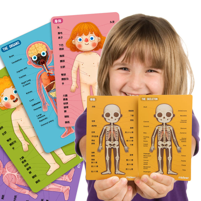 Body Magnets – Human Anatomy Learning Toy – Ages 6+