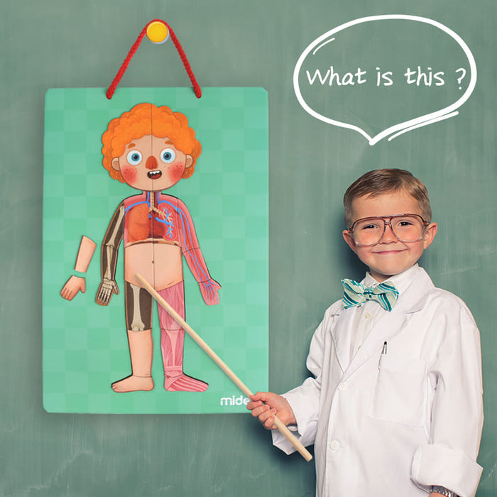 Body Magnets – Human Anatomy Learning Toy – Ages 6+