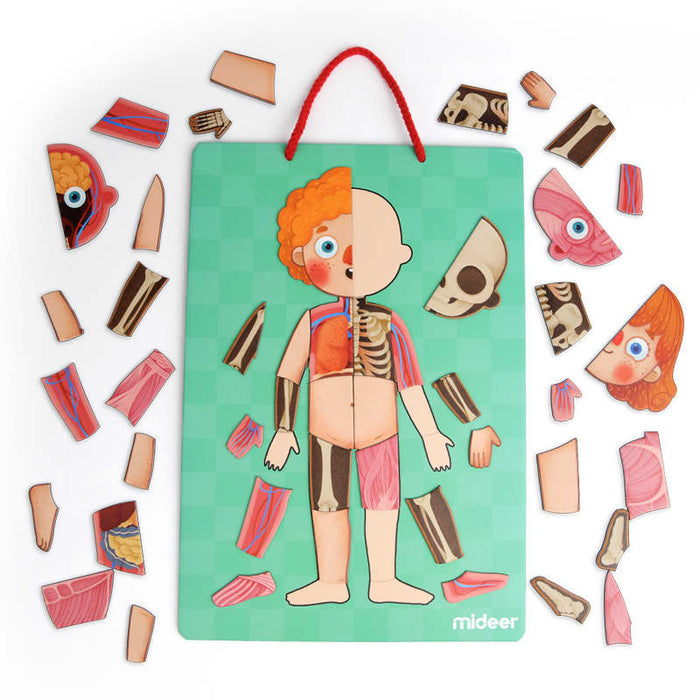 Body Magnets – Human Anatomy Learning Toy – Ages 6+