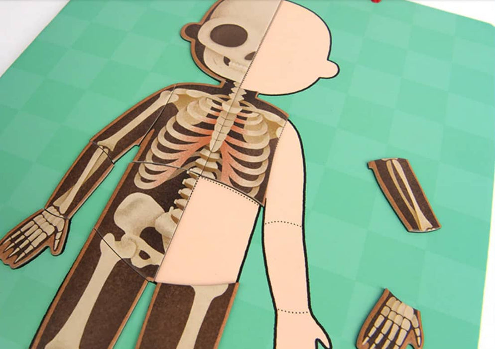 Body Magnets – Human Anatomy Learning Toy – Ages 6+
